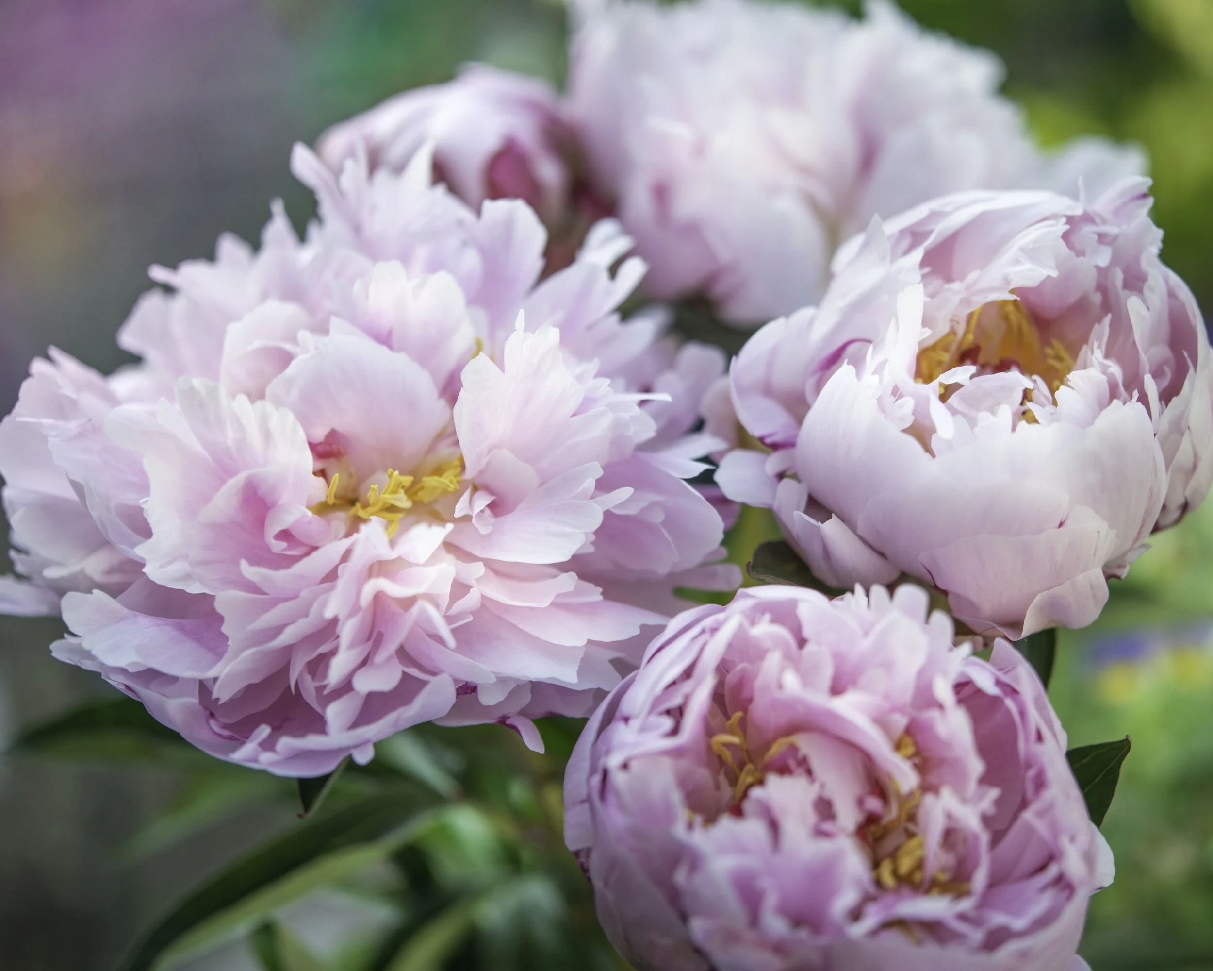 How to Fertilize Peonies for Spectacular Blooms Meadowlark Journal